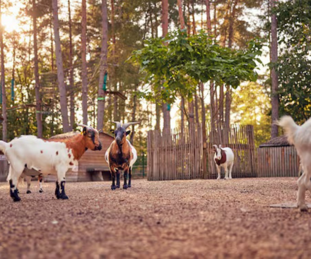 Children's Farm